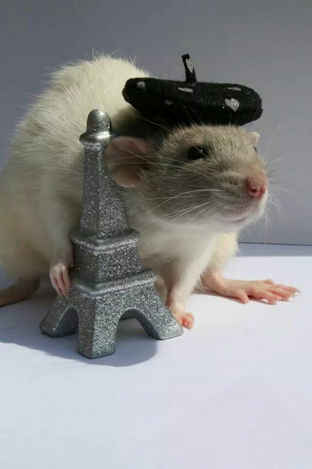 I Stand With Palestine🇵🇸🍉 — Rats with hats!